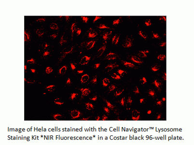 Cell Navigator(TM) Lysosome Staining Kit *NIR Fluorescence*