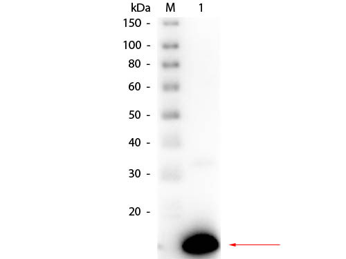 Anti-RIBONUCLEASE A (Bovine Pancreas), Peroxidase Conjugated