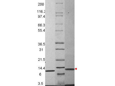 Macrophage Inflammatory Protein-3 beta (CCL19), mouse recombinant (rmMIP-3b)