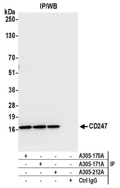 Anti-CD247/CD3Z