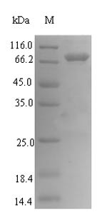 Exopolyphosphatase (ppx), Escherichia coli, recombinant