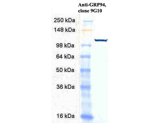 Anti-GRP94, clone 9G10