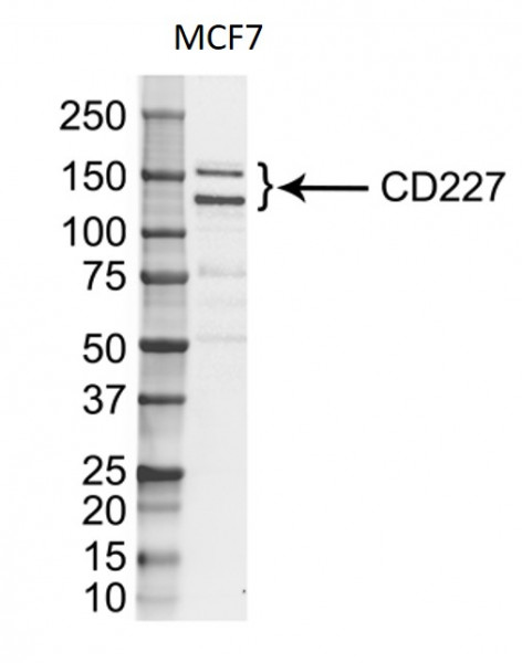 Anti-MUC1 / EMA, clone VU-3C6