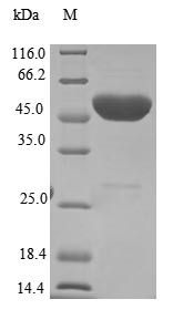 SIN3-HDAC complex-associated factor (SINHCAF) (Active), human, recombinant