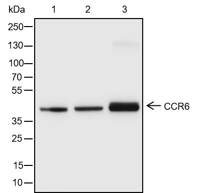 Anti-Recombinant CCR6, clone A154