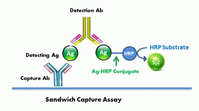 Sulfathiazol-HRP Conjugate