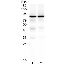Anti-PKC gamma / PRKCG