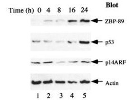 Anti-ZBP-89