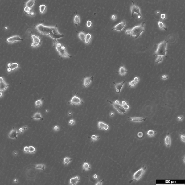 HEK293T/17 Cells