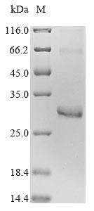 Rho-related GTP-binding protein RhoD (RHOD), human, recombinant