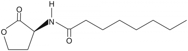 N-octanoyl-L-Homoserine lactone