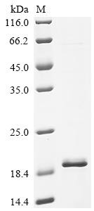 Protein FAM171A2 (FAM171A2), partial, recombinant human