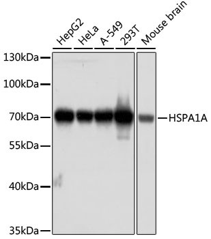 Anti-HSPA1A