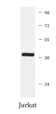 Anti-SIRT6