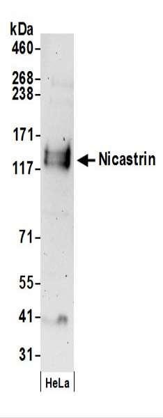 Anti-Nicastrin