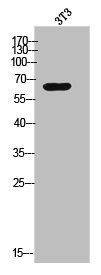 Anti-CPNE8