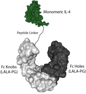 IL-4 (human) (monomeric):Fc (LALA-PG)-KIH (human) (rec.)