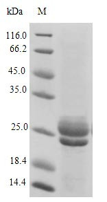 Aquaporin Z (aqpZ),Nanodisc, Escherichia coli, recombinant