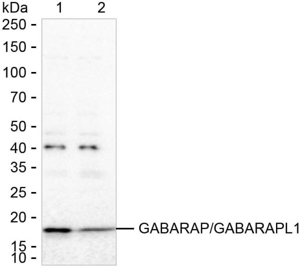 Anti-GABARAP/GABARAPL1