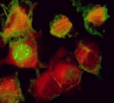 Anti-HSV1 ICP0, clone 5H7