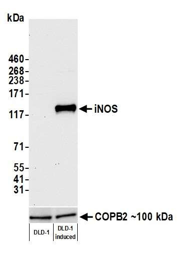 Anti-iNOS Recombinant Monoclonal