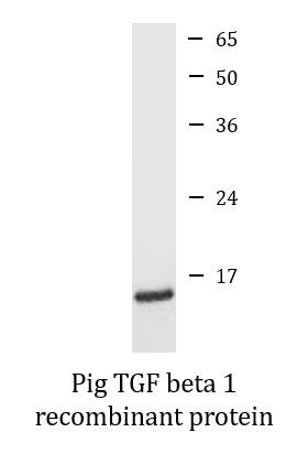 Pig TGF beta 1 recombinant protein (Active)