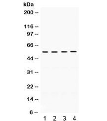 Anti-FMO2