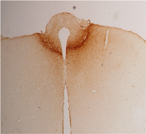 Anti-Adiponectin (rat)