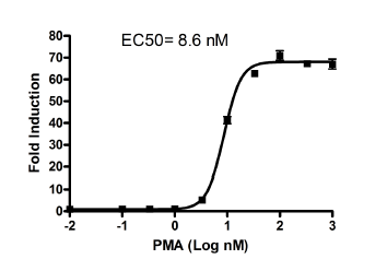 AP-1 Reporter-HEK293 Cell Line (JNK signaling pathway), 1,5x 10(6) cells