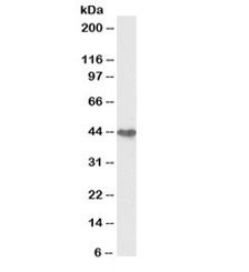 Anti-Cytokeratin 19 Biotin Conjugate