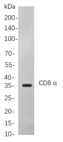 Anti-Recombinant CD8 alpha, clone 2C9