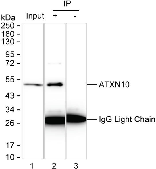 Anti-ATXN10