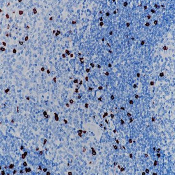 Anti-CD8, clone SQab19146