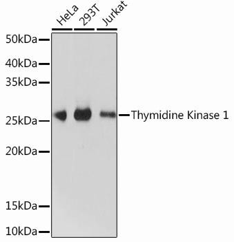 Anti-Thymidine Kinase 1