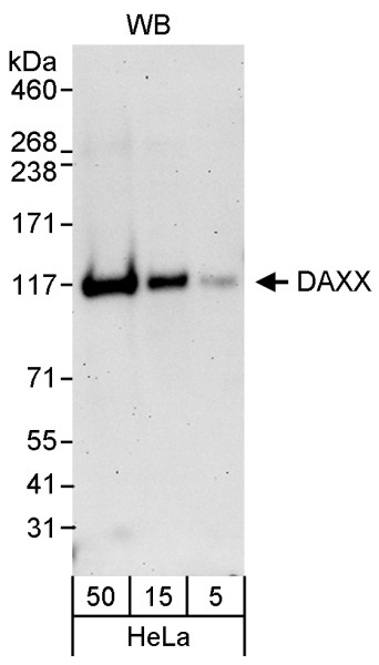 Anti-DAXX