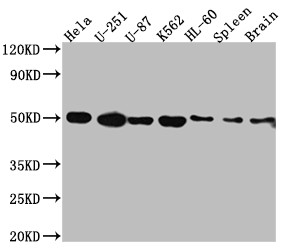 Anti-DRD3 Recombinant Monoclonal, clone 5B10