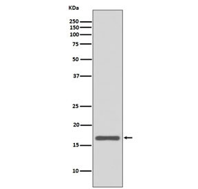 Anti-AGR2, clone GCI-1