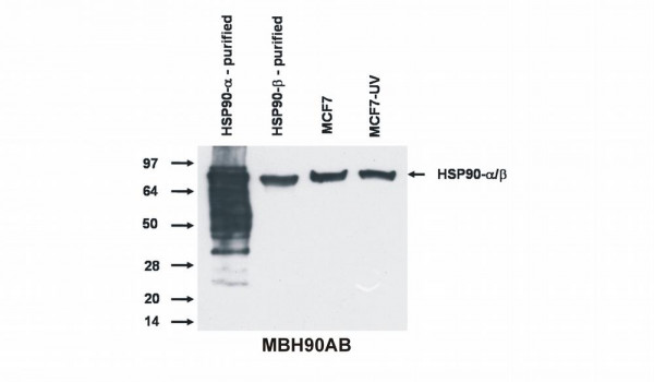 Anti-Hsp90 alpha,beta, clone MBH90AB