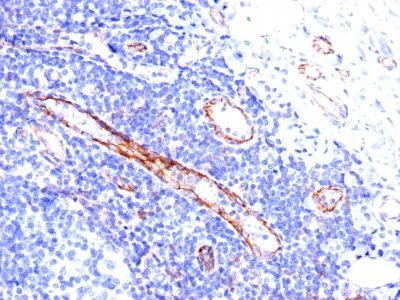 Anti-CD31 / PECAM-1(C31.3), CF568 conjugate, 0.1mg/mL