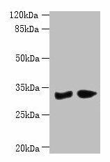 Anti-PBLD