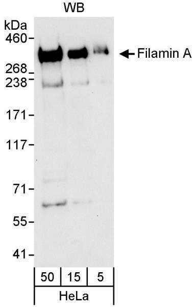 Anti-Filamin A