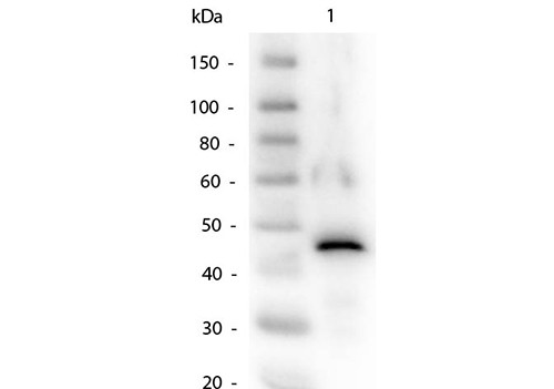 Anti-ALCOHOL DEHYDROGENASE (Yeast)