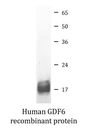 Human GDF6 recombinant protein (Active)