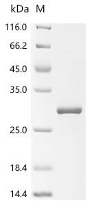 Complement component C8 gamma chain (C8g), recombinant mouse