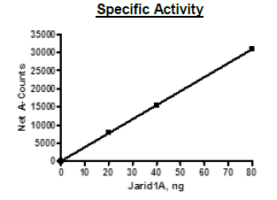 JARID1A(KDM5A, RBBP2), human recombinant protein, C-terminal FLAG-tag