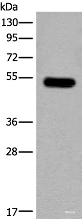 Anti-CDKL2