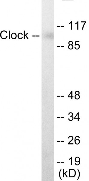Clock In-Cell ELISA