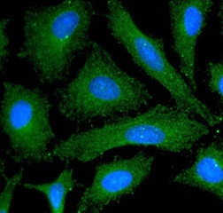 Anti-ERK1, clone 1A2