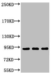 Anti-POU2F1 Monoclonal