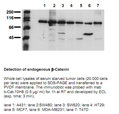Anti-beta-Catenin (C-term), clone 10H8